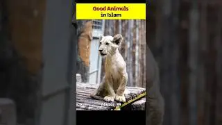 Good Animals in islam❤️ | Abuzar_99 | #youtubeshorts #islam