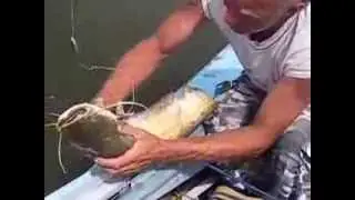 рыбалка на сома