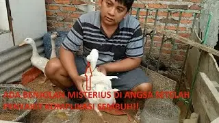 virus ND, mata biru, lumpuh dengan cara ini!! perjuangan terakhir angsa melawan penyakit komplikasi