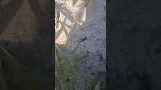 REKOR BARU BULAN INI PENEMUAN SARANG UDANG MANTIS TERBESAR #620