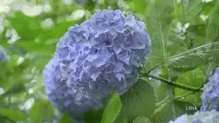 Ghris Wonderful - Good Morning - Relax Music - Joyful Life