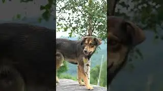 Торт з'їв пес. На 13 секунді відео😅