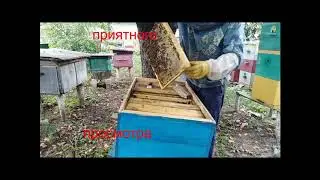 Пчелы и урожай  Фильм СССР. Пчеловодство для начинающих