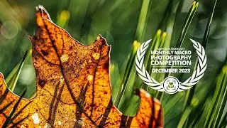 Macro Photography Competition [DECEMBER 2023]