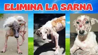 🐾Los 7 Mejores Remedios Naturales Para Curar La Sarna En Perros!