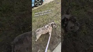 My puppy so naughty! She’s cute though so it’s ok! #frenchie #frenchbulldog #dog #puppy