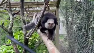 Lost Marmoset Marcel Finds Home at Monkey World
