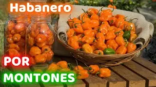 HOW TO GROW HABANERO PEPPERS IN POTS || GERMINATION AND PLANTING || YOUR BALCONY GARDEN