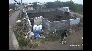Kangal köpeğini tek hamleyle etkisiz hale getiren adam