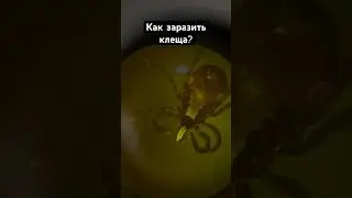 Заражение клещей #биология #инфекции #клещ #лес #наука #паразиты #грибки