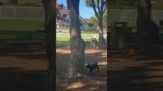 Olive vs Squirrel