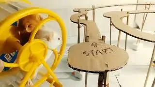 challenge 🐹 2