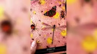 Shamanic Medicine Oracle