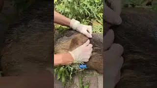 Как избавиться от блох?