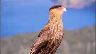 EAGLES: Big & Strong predators on AIR