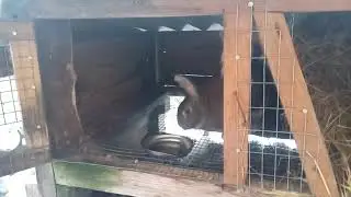 Разведение кроликов.  Новая кровь
