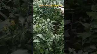 5 июля 2024 г.