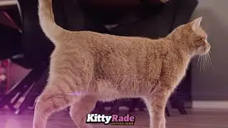 KittyRade - Finally, The Hydration Your Cat Needs!