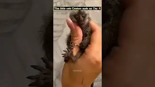 This little Monkey absolutely steal your heart and emotion 😍🥹