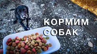 Грузия | Субботняя прогулка | Кормим собак | #Отъехавшие