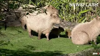 Four Adorable Giant Guinea Pig Like Rodents Born In Swiss Zoo