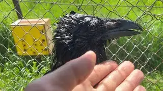 Первые водные процедуры Кардинала и его вечерний сон! Гоша купается и ест тараканов.