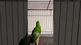 Ciri ciri cucak ijo bakalan jantan