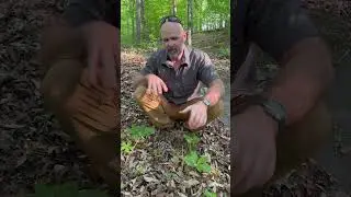 When walking through forest and you see this...be aware!