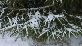 Неделя до нового года
