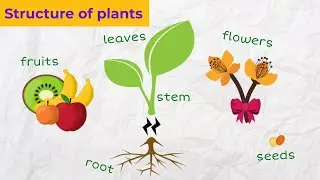 Speak About Plants in English