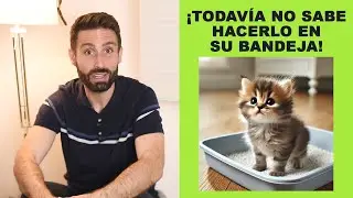 ¿Es normal que mi gatito de un mes no sepa 