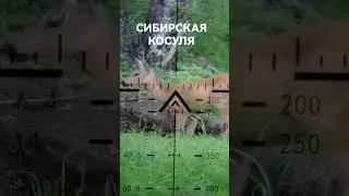 КОСУЛЯ НА СОЛОНЦАХ В ПРИЦЕЛЕ 