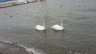 #Анапа Море Пляж Лебеди Релакс Зимний пляж