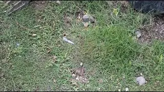 planting bermuda grass