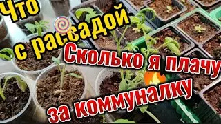 Сколько плачу за коммуналку, техосмотр газового оборудования. Рассада, всходы лобелии, пряных трав