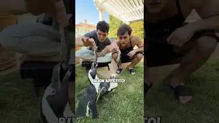 Cooking For Penguins ​⁠
