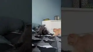 Angry Bonaparte. Misha wants to play