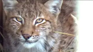 Кто скучал по рысям?!🐱🐾 ПАРК ЗЕМЛЯ ПРАЙДА 🌿