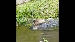 Mother duck attacks big fish that approach her ducklings (carp spawning)