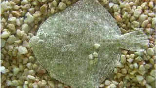 TOP 50 CURIOZITATI DESPRE PESTELE CALCAN