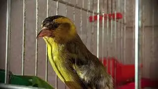 😮😀HIGH IQ Siskin speaks to sparrows / Чиж говорит с воробьями #birds #siskin #goldfinches