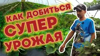 Готовь урожай с осени.