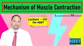 LECTURE  5  MECHANISM OF MUSCLE CONTRACTION | Locomotion And Movement | NEET