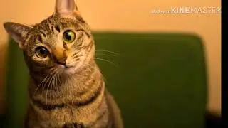 Смешные коты с озвучькой