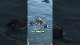 Чего боятся морские выдры