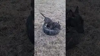 Петя бультерьер 😎 