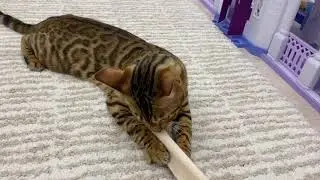 Cindy the cat plays with the robe belt