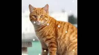 For my friend azalea /@Azalea_RS #orangecat #cats #edit #template