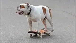 Cute dog skateboarding in a Berlin park