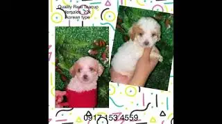 Quality Real Teacup Toy Poodle Korean type rare white and red